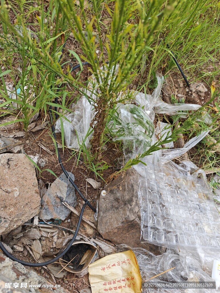 岩石间的绿植与奇特物体