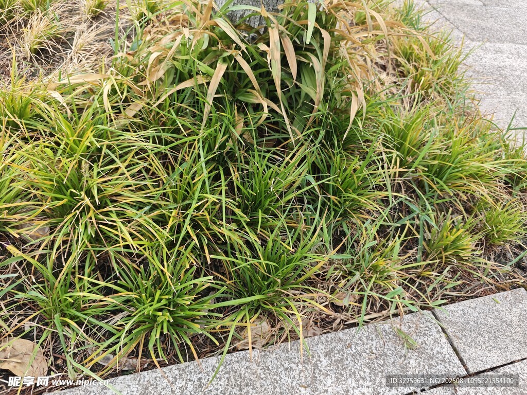 路边丛生的绿色草本植物