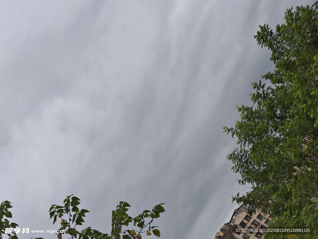 阴天树梢景象