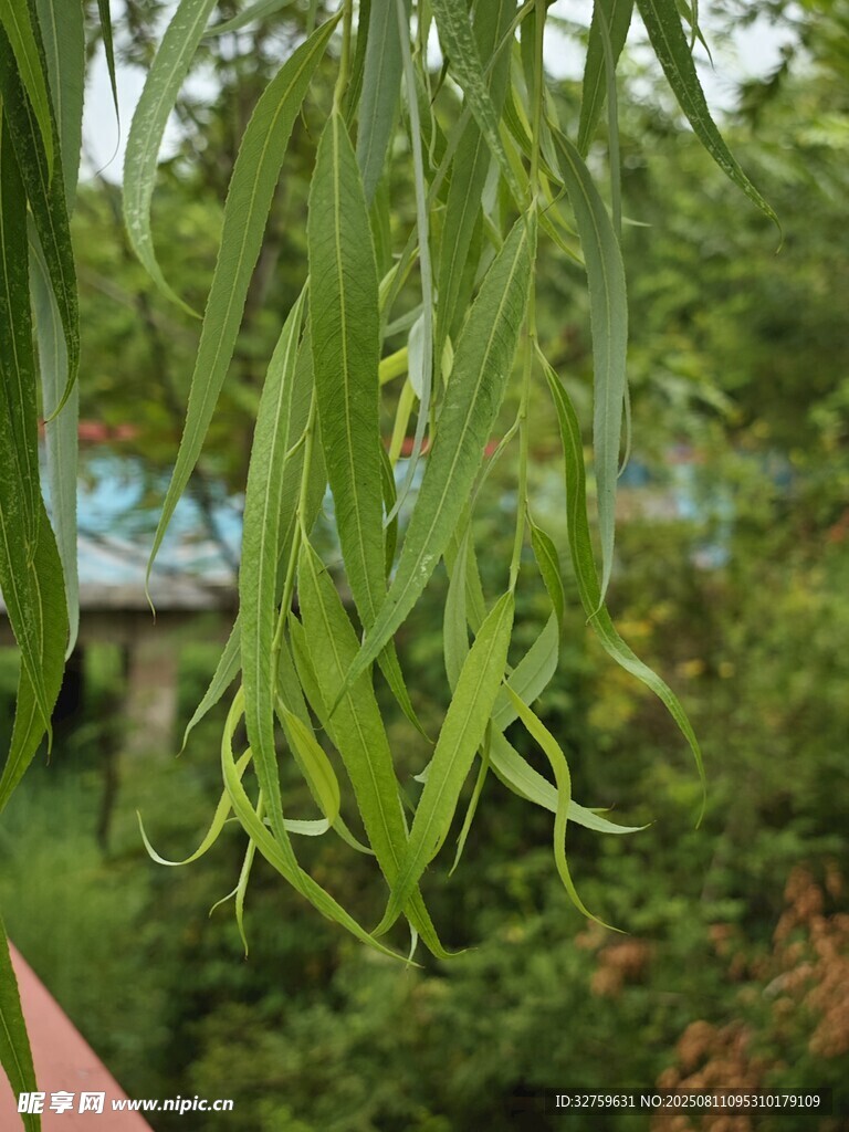 垂柳嫩绿叶片特写