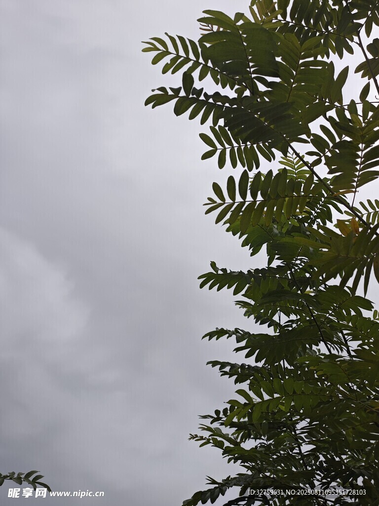 阴天中的翠绿枝叶