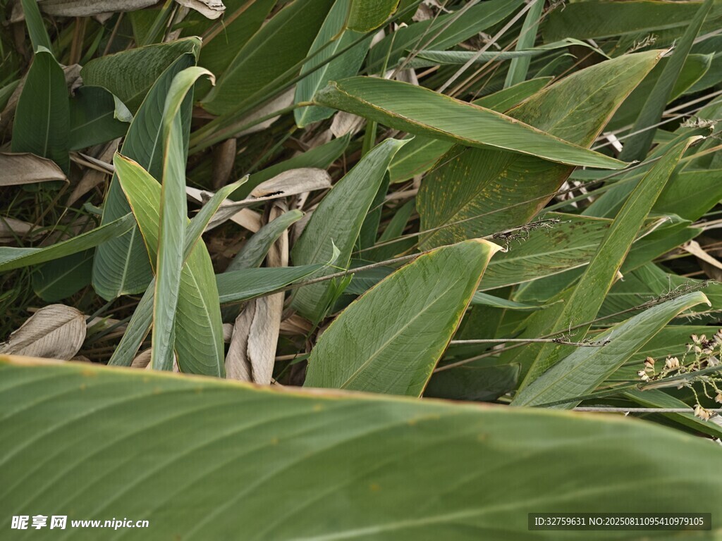 翠绿宽大的植物叶片特写