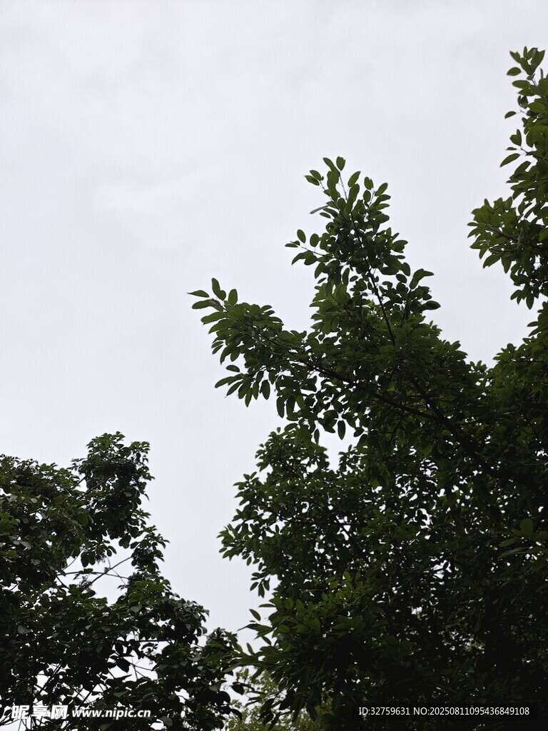 树梢上的天空与繁茂枝叶