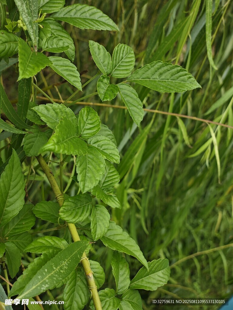 翠绿繁茂的植物枝叶