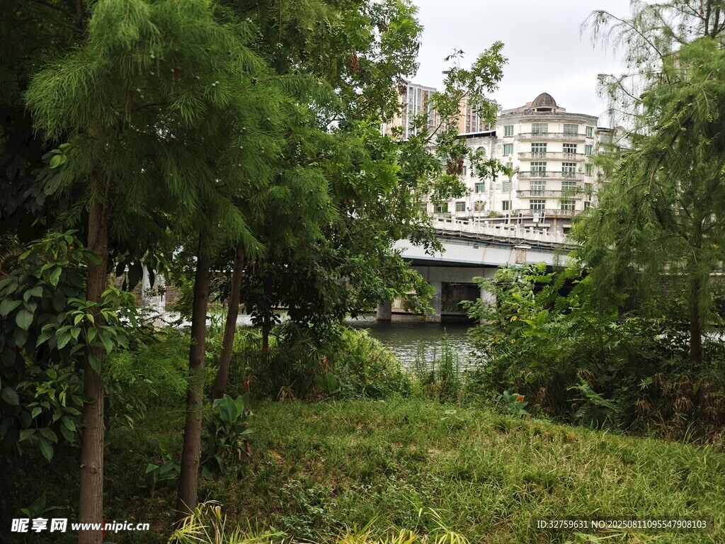 城市中葱郁树林与桥梁景观