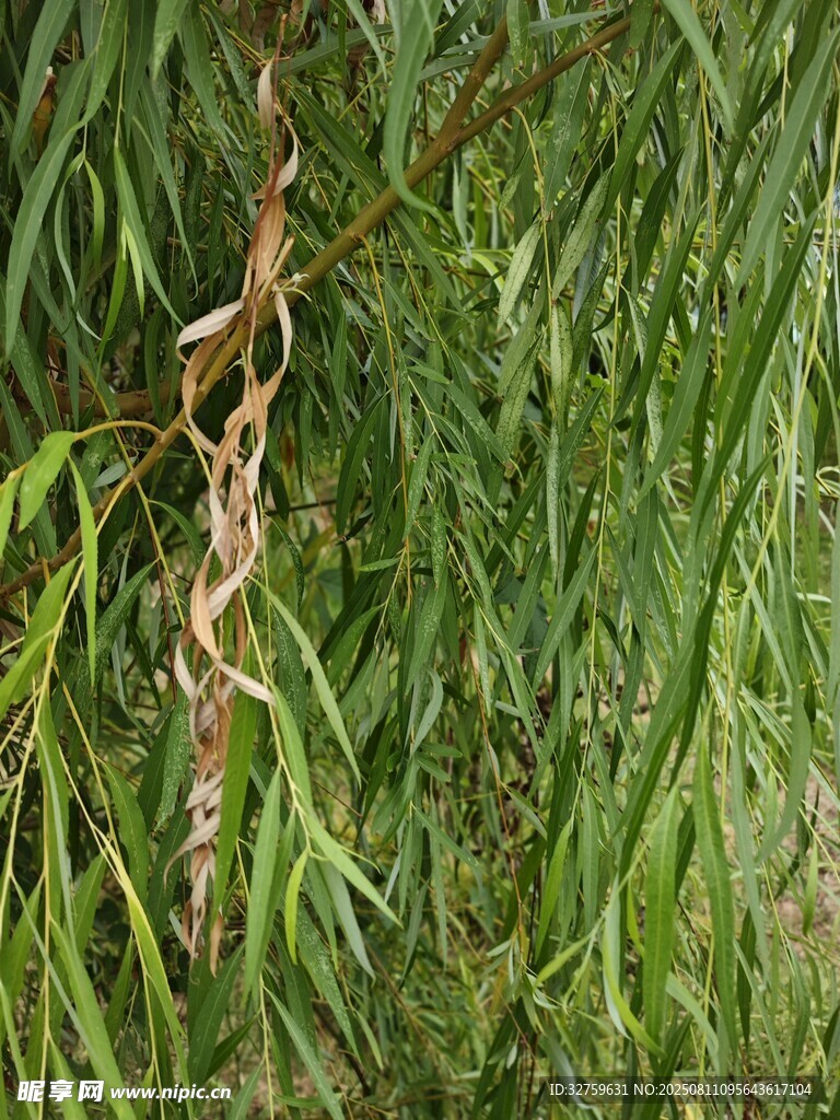 垂柳枝条特写