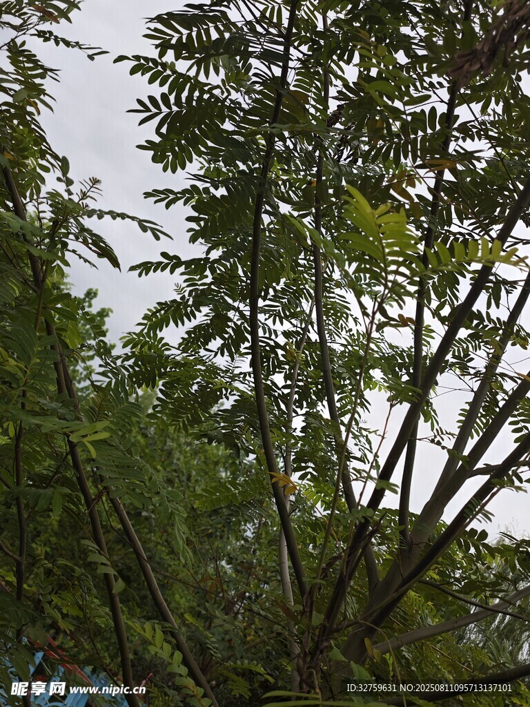 繁茂绿树