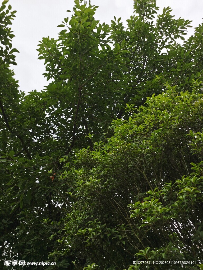 繁茂绿树的清新景致