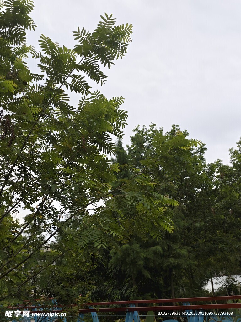 绿树成荫的户外场景