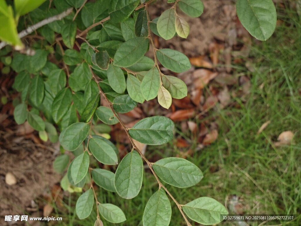 绿叶植物特写