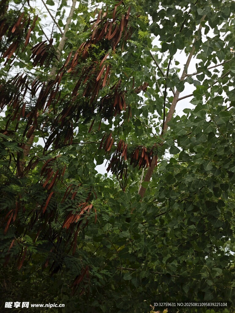 绿叶间的红色果实
