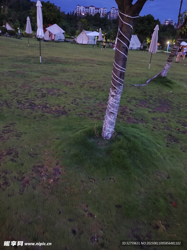 夜晚草地旁的树木与帐篷