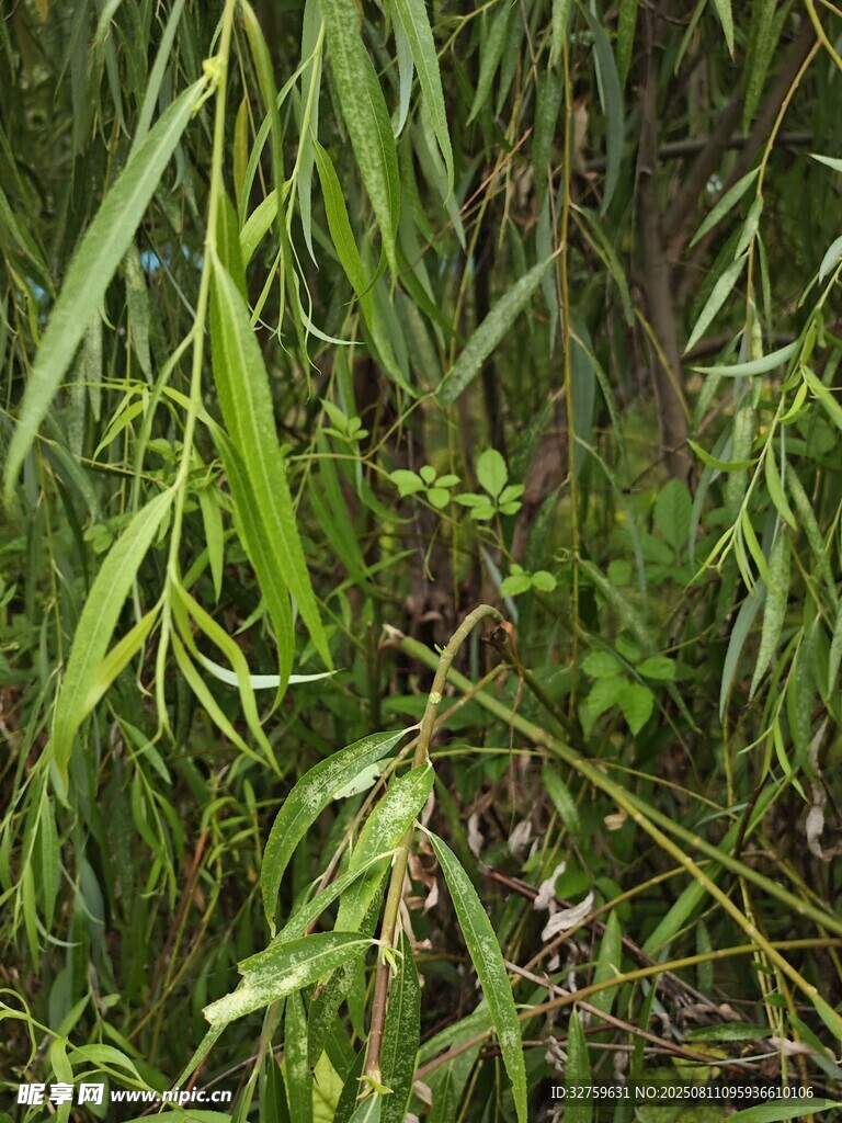嫩绿柳叶青翠植物景观