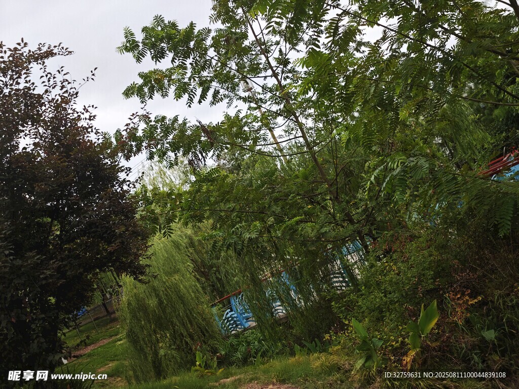 绿意盎然的户外植物景观