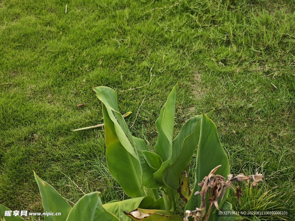 绿草间的缤纷植物