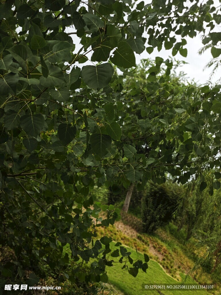 林间小径的绿意景致