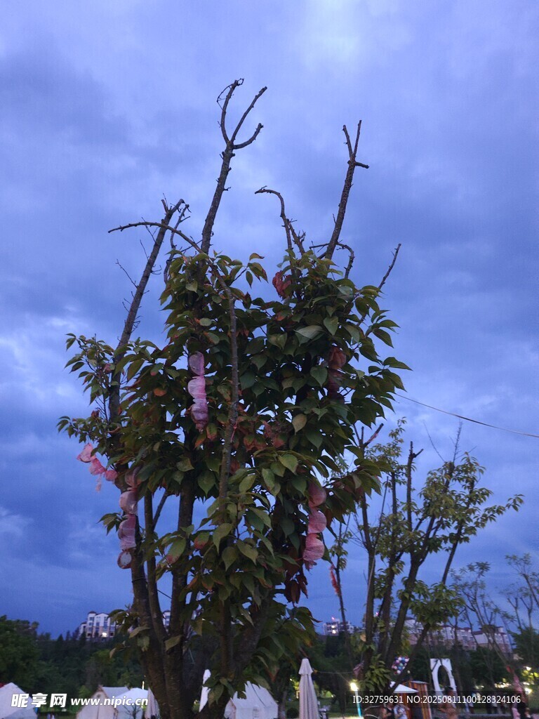 暴风雨后残损的开花树木