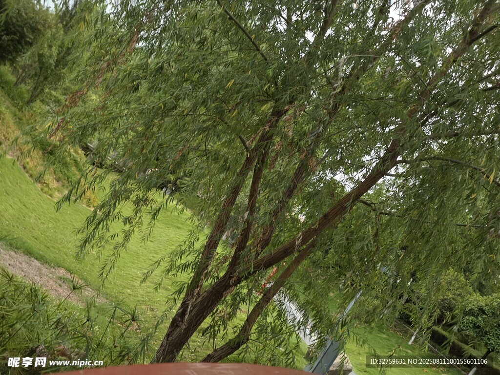 垂柳依依