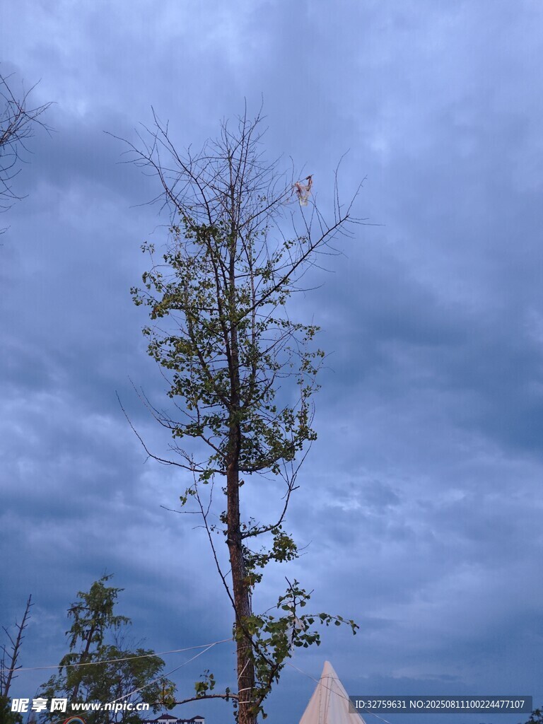 孤树挺立在阴云之下