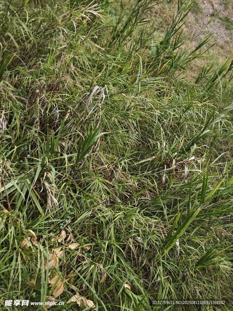 茂密竹林景象