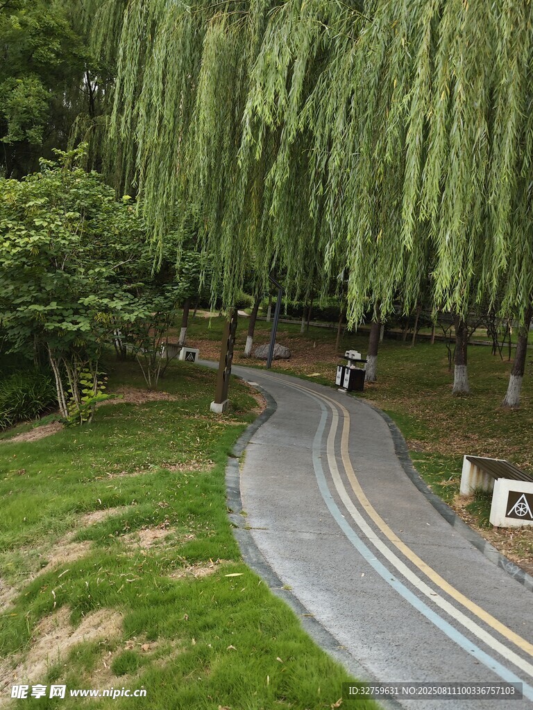 蜿蜒小路旁垂柳成荫
