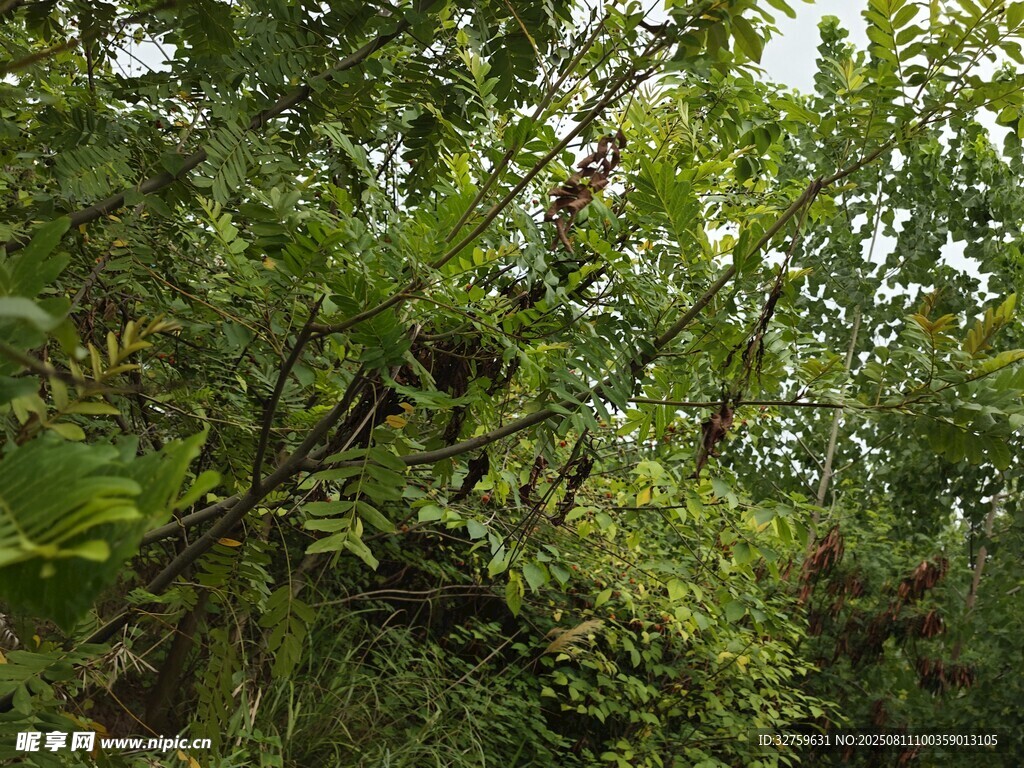 繁茂绿植景观