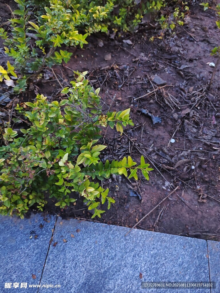 路边绿植与泥土景观
