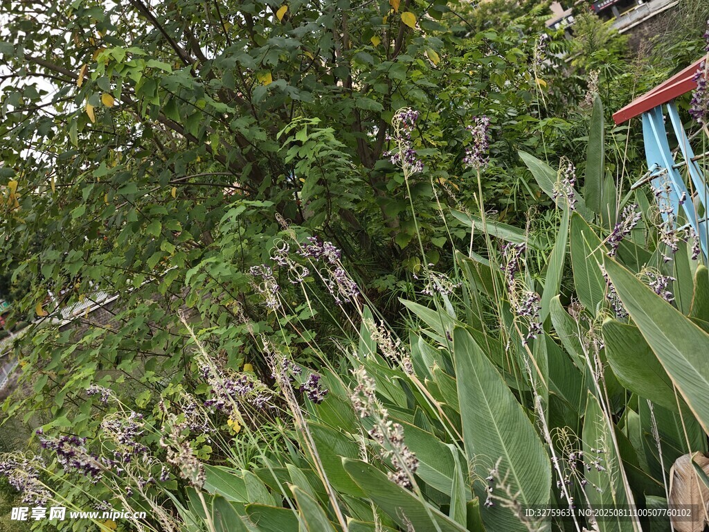 户外茂盛绿植与小屋一角