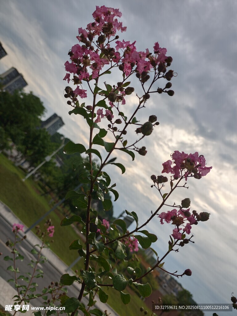 枝头绽放的美丽紫花