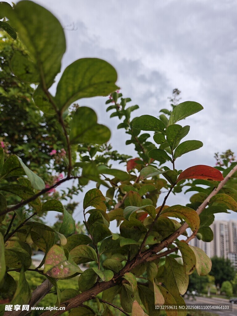 绿叶红果的自然景致