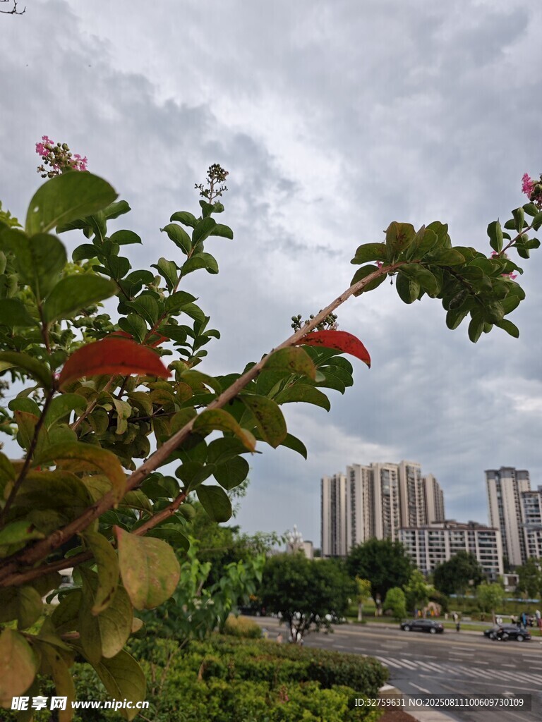 路边繁花与远处高楼