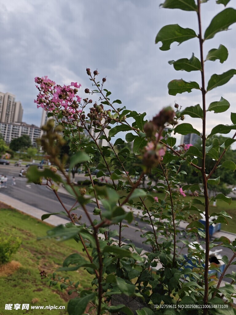 路边绽放的多彩花卉