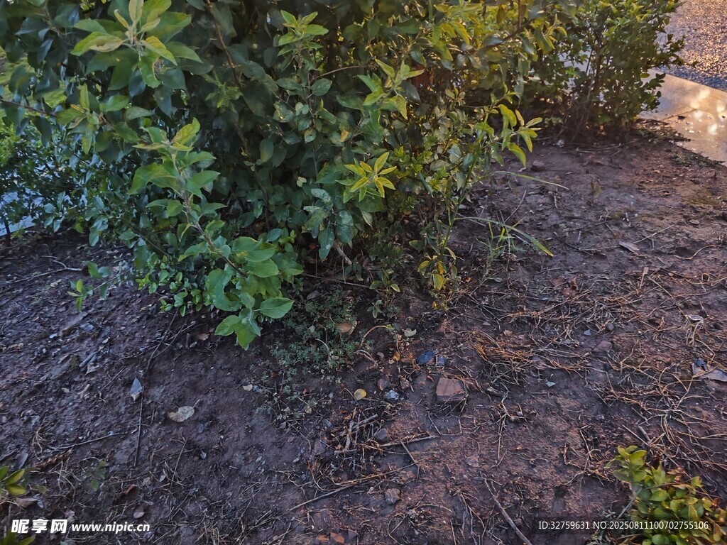 庭院绿植与裸露泥土场景