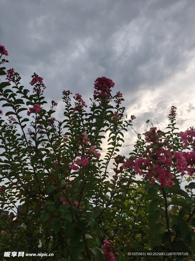 云下绽放的艳丽花朵