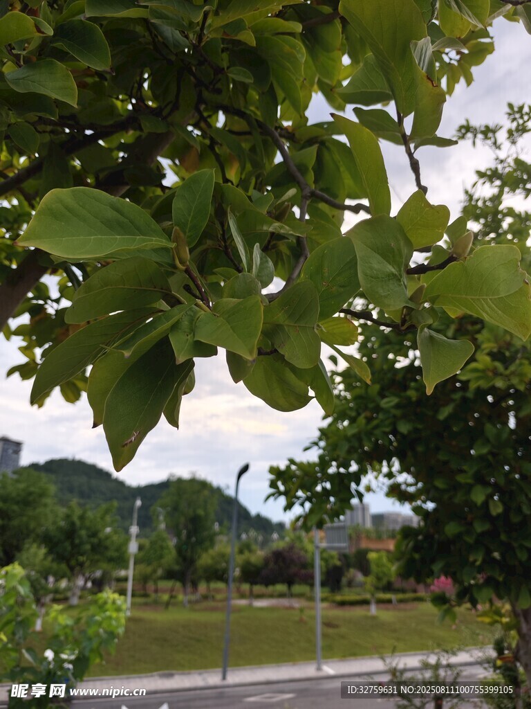 透过枝叶看户外风景