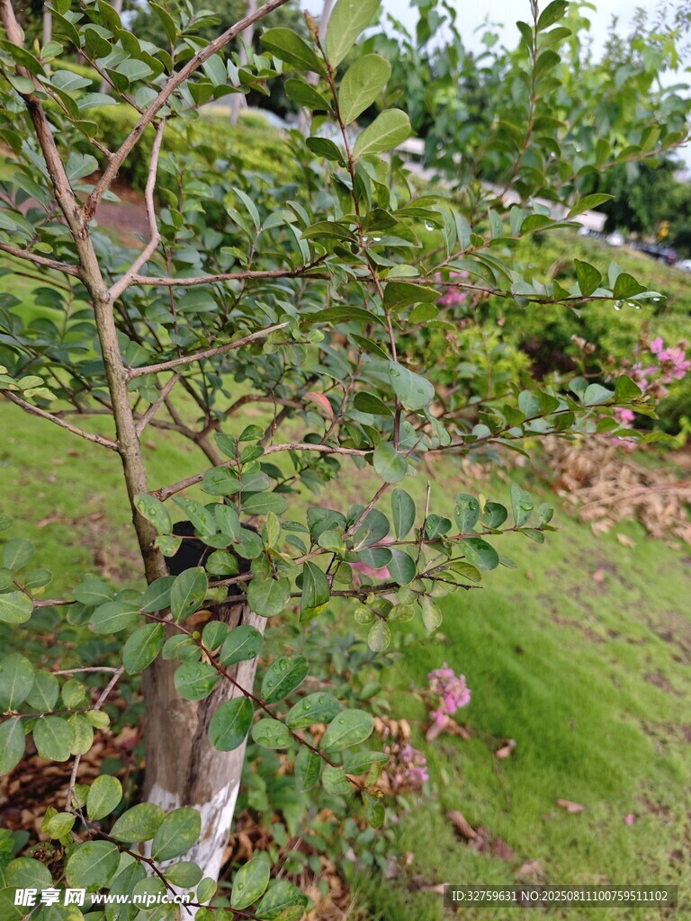 花园中的玫瑰植株
