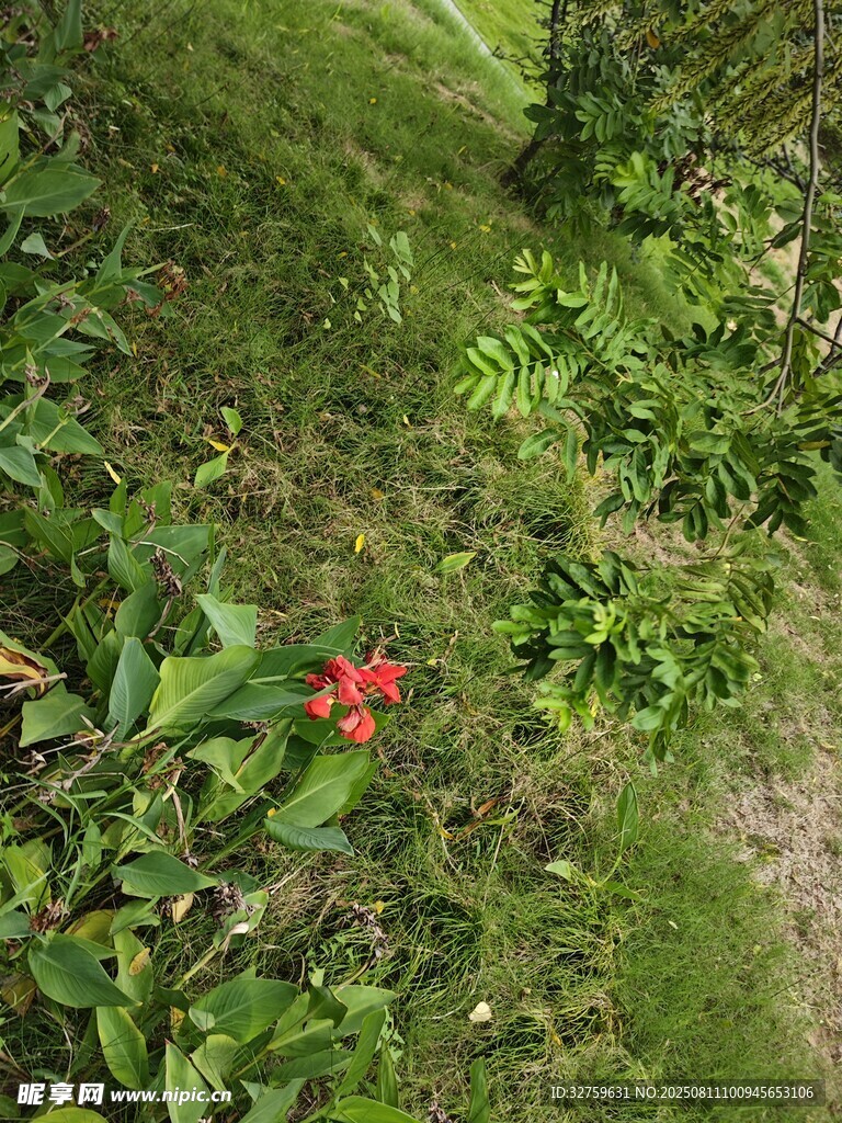 草丛中的艳丽红花
