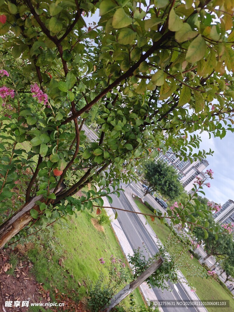 绿树成荫下的静谧小路