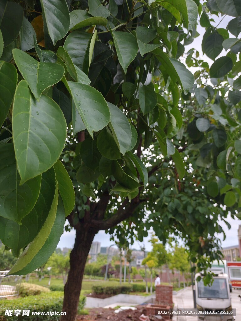 绿叶繁茂的果树