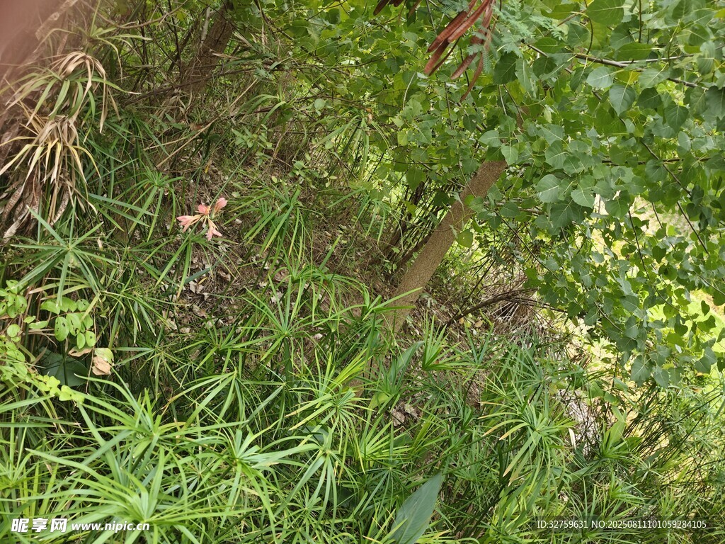 草丛中的自然景象