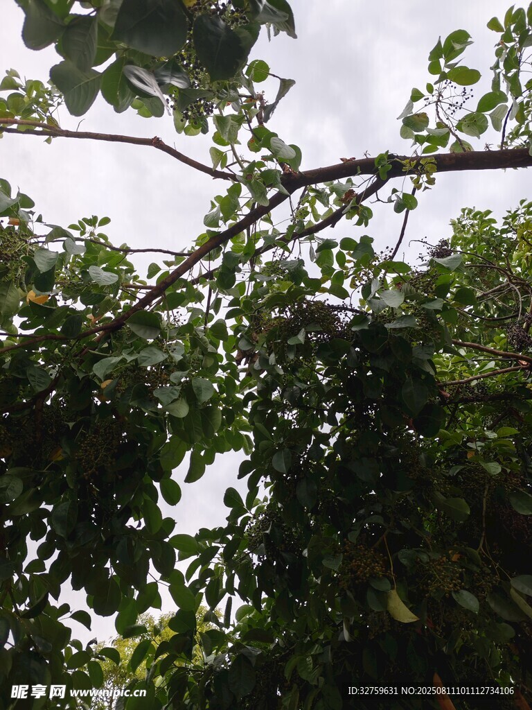 仰视繁茂树枝与绿叶
