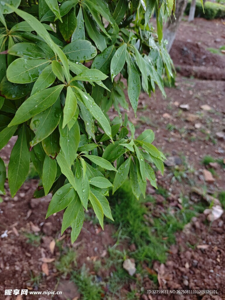 绿叶繁茂的植物特写
