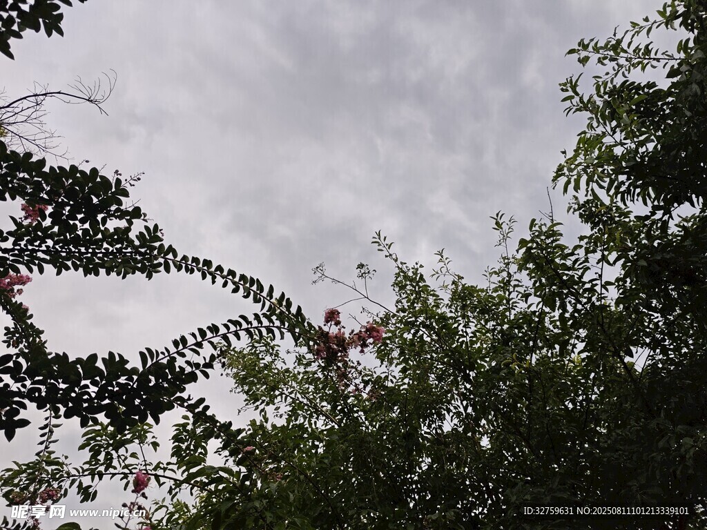 树梢间的天空