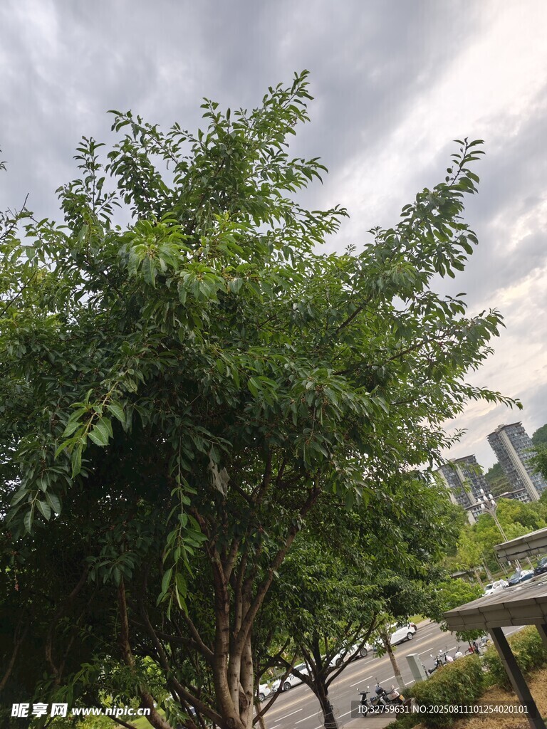 户外茂盛绿树景观