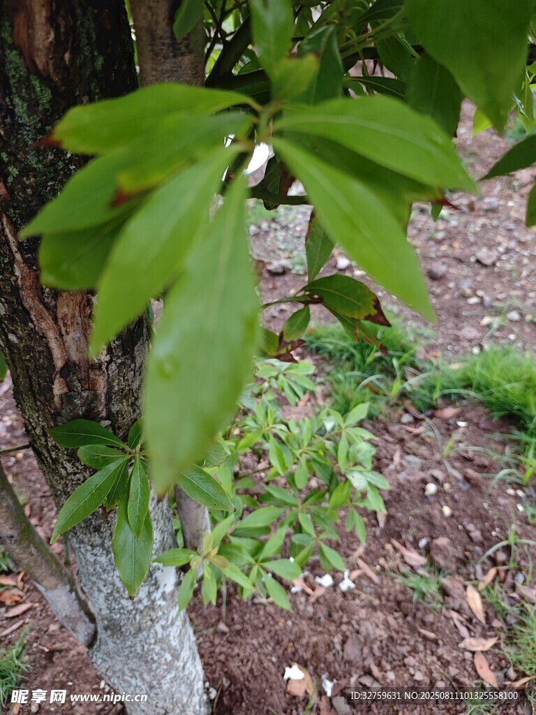 嫩绿树叶生长于树干旁