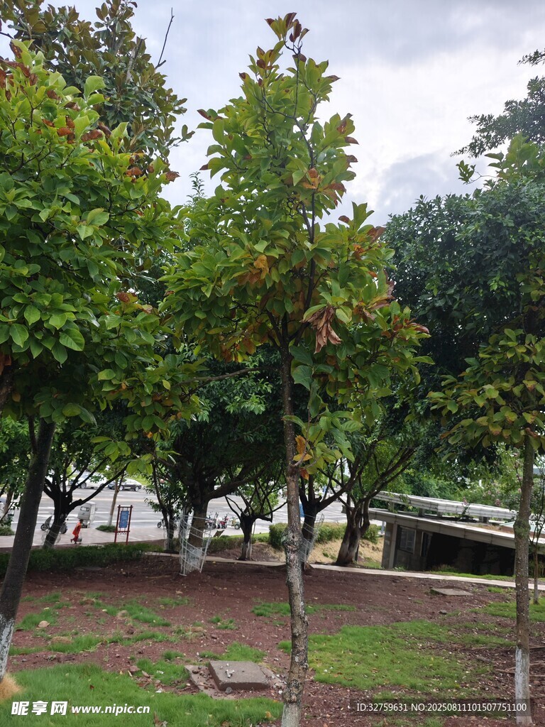 公园绿树景观