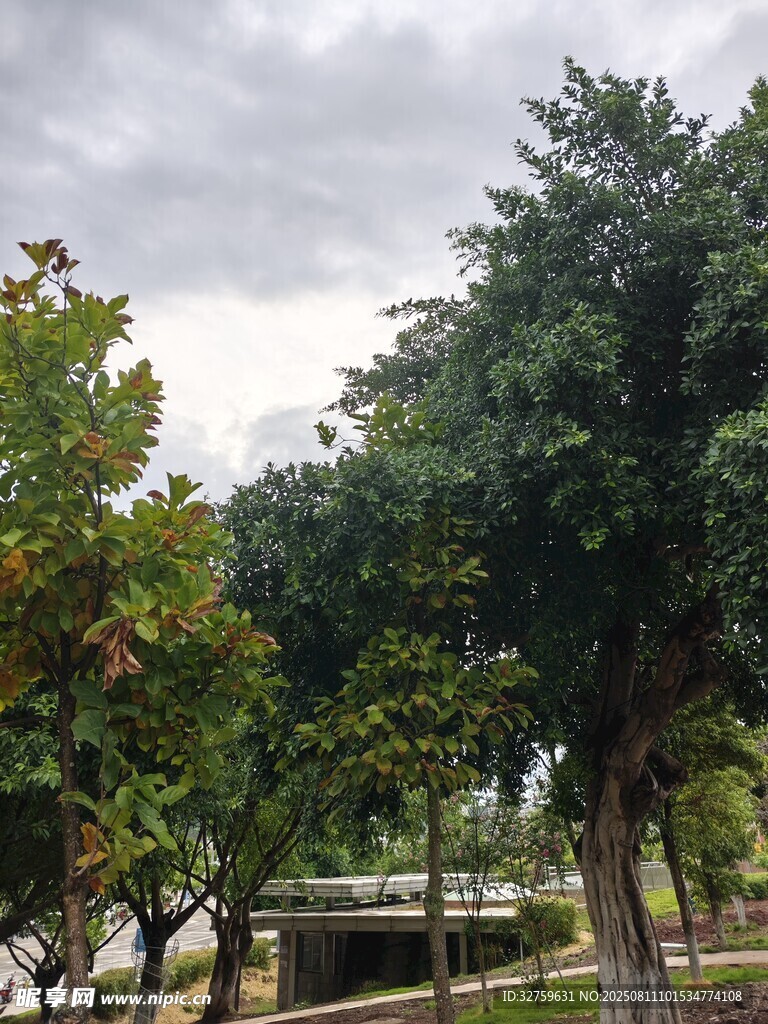 公园绿树成荫景象