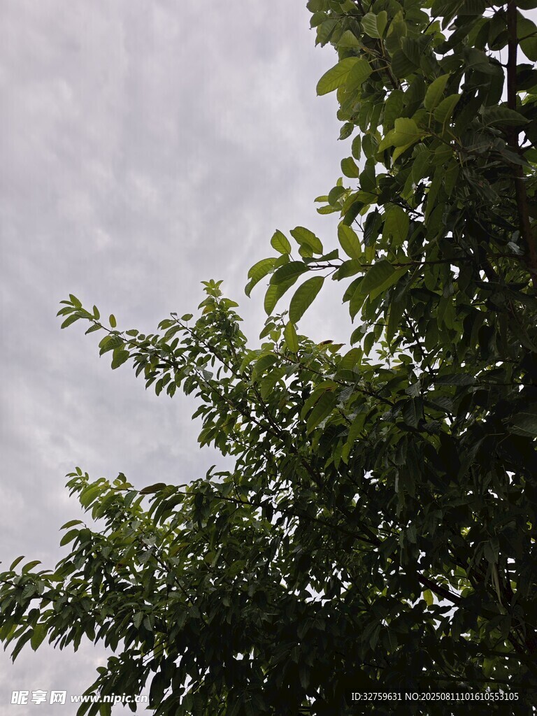 绿树映衬下的灰白天空