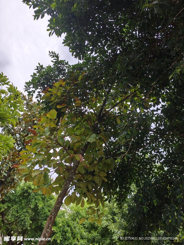 茂密树林中的繁茂树冠