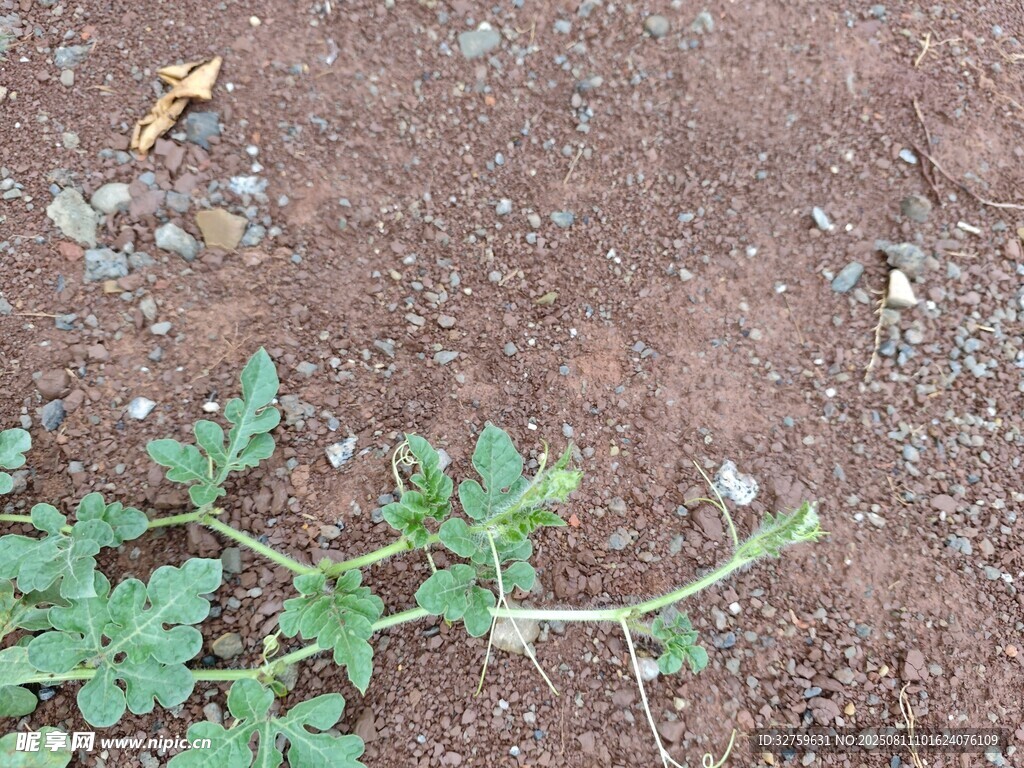 地面上的绿色植物